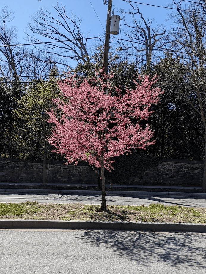 Cherry tree located using the cherry tree locator m